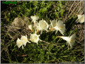 N. cantabricus subsp. cantabricus var. cantabricus