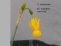 N. triandrus subsp. lusitanicus