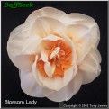 Blossom lady