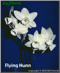 Flying nun