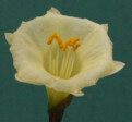 N. cantabricus subsp. luteolentus