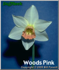 Woods pink