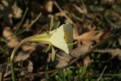N. bulbocodium subsp. bulbocodium var. graellsii