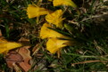 N. bulbocodium subsp. bulbocodium var. nivalis