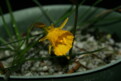N. bulbocodium subsp. bulbocodium var. bulbocodium