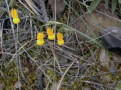 N. triandrus subsp. triandrus var. concolor
