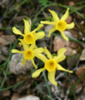 N. assoanus subsp. assoanus var. assoanus