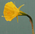 N. bulbocodium subsp. bulbocodium var. bulbocodium
