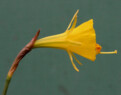 N. bulbocodium subsp. bulbocodium var. nivalis