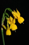 N. triandrus subsp. triandrus var. concolor