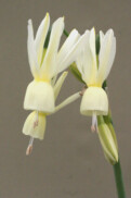 N. triandrus subsp. triandrus var. triandrus