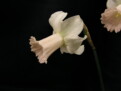 Lilac Charm