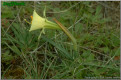 N. bulbocodium subsp. bulbocodium var. graellsii