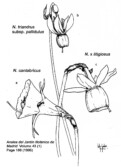 N. cantabricus subsp. cantabricus var. cantabricus