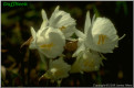N. cantabricus subsp. monophyllus