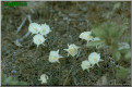 N. cantabricus subsp. monophyllus