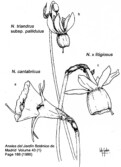 N. triandrus subsp. pallidulus