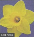 Fort Knox