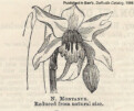 N. x poculiformis