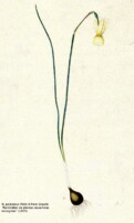 N. triandrus subsp. pallidulus