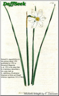 N. radiiflorus var. radiiflorus