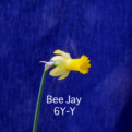 Bee Jay