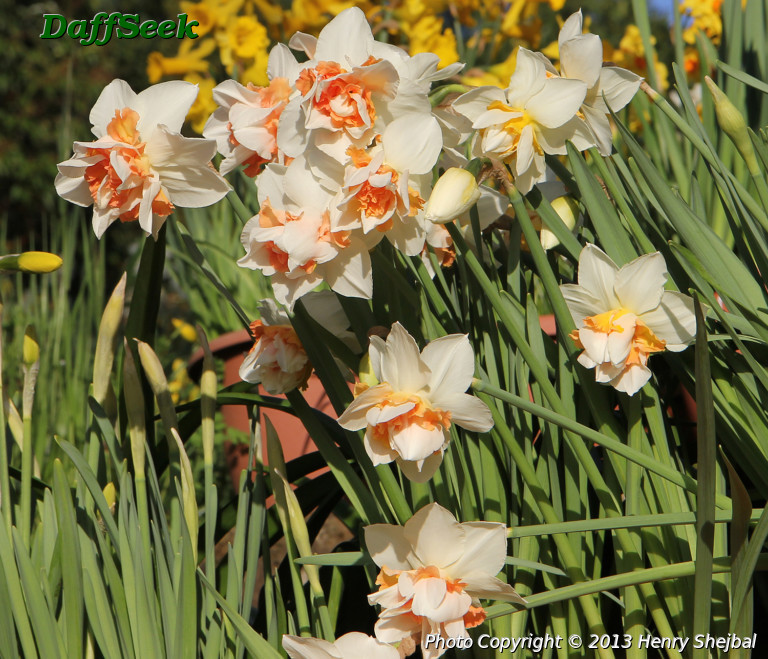 Daffodil Replete, Value Pack