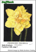 Primrose phoenix