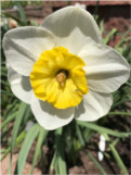 Joe Hamm the Daffodil Man